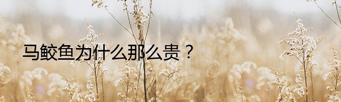 马鲛鱼为什么那么贵？